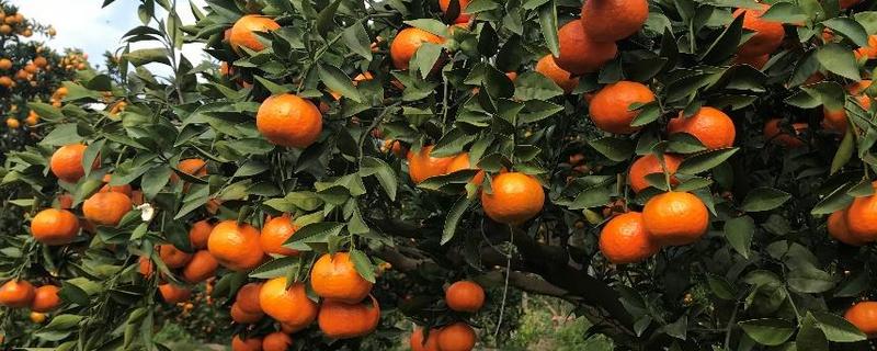 湖北适合种植哪些水果，推荐柑橘、桃等