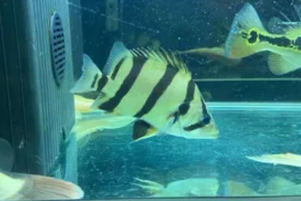 泰国虎鱼好不好养，饲养难度不大