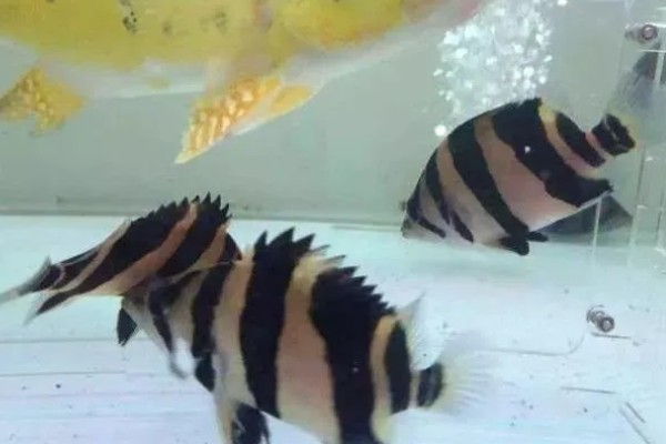 泰国虎鱼好不好养，饲养难度不大