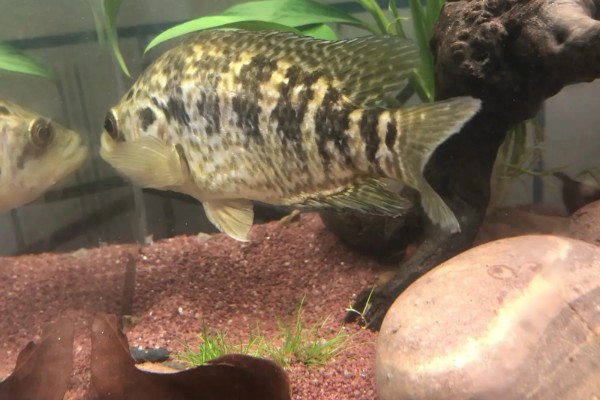 泰国虎鱼好不好养，饲养难度不大