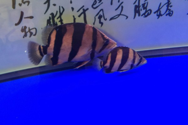泰国虎鱼好不好养，饲养难度不大