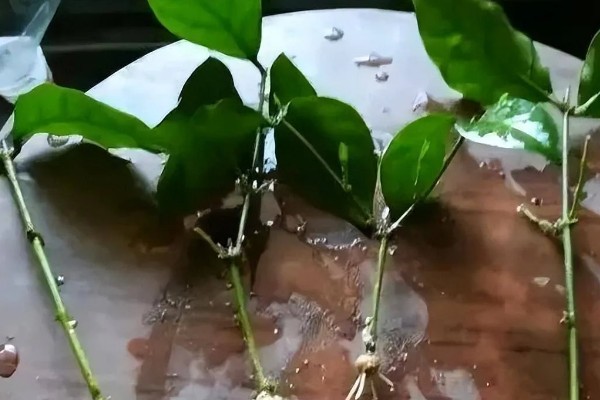 灰莉能水培吗，灰莉可以水培