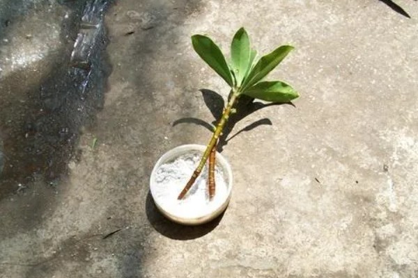 灰莉能水培吗，灰莉可以水培