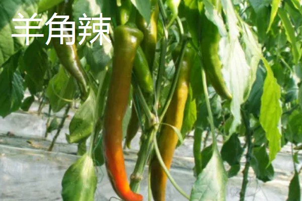 河北清苑区的特产,李庄草莓通过省级无公害和绿色环保认证