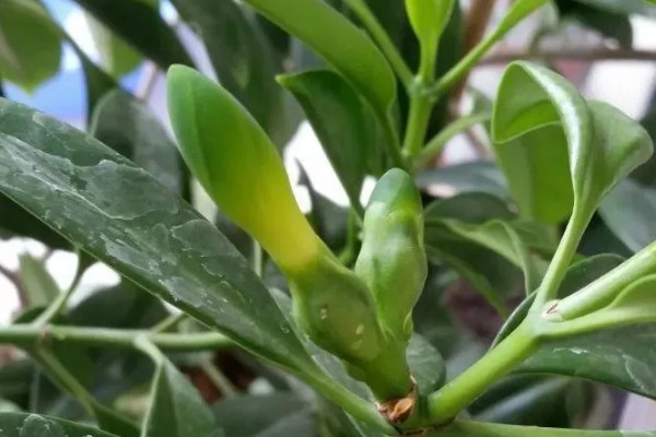 灰莉能水培吗，灰莉可以水培