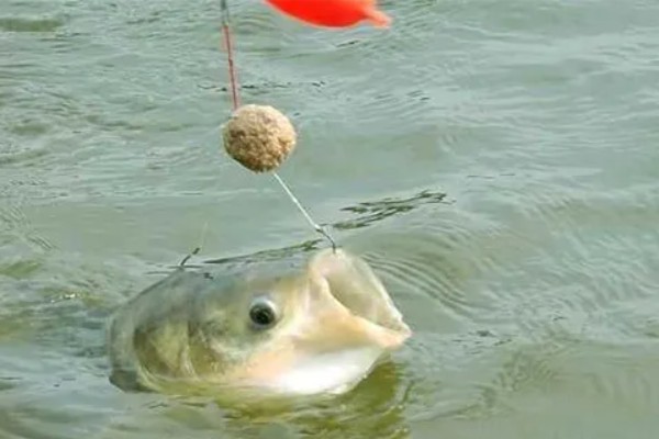 春天钓鲢鳙什么时候开口，水温稳定在15度以上的时候开口
