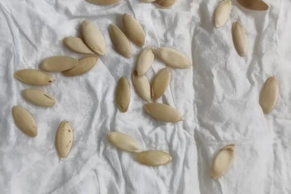 黄瓜种子不泡能不能发芽，不泡的话也是可以发芽的