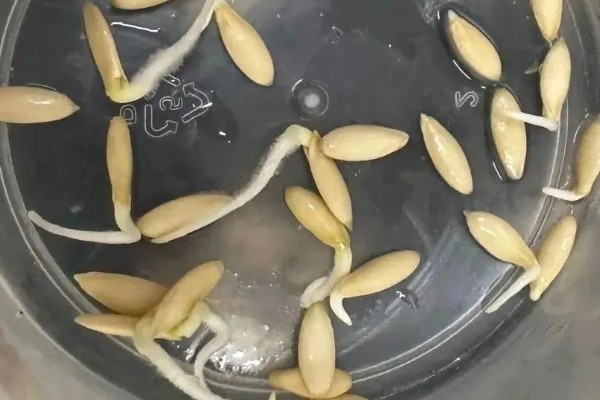 黄瓜种子不泡能不能发芽，不泡的话也是可以发芽的