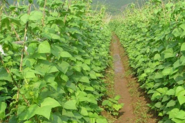 芸豆不长的原因，可能是施肥过多所致