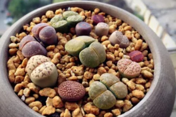 生石花多肉的养殖方法，根据植株的生长状态来控制浇水
