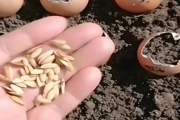 黄瓜种子不泡能不能发芽，不泡的话也是可以发芽的