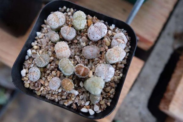 生石花多肉的养殖方法，根据植株的生长状态来控制浇水