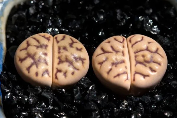 生石花多肉的养殖方法，根据植株的生长状态来控制浇水