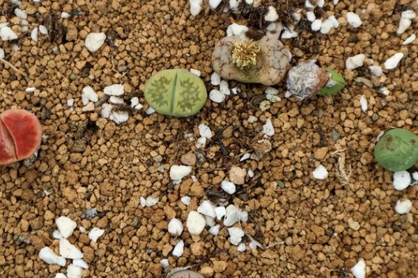 生石花多肉的养殖方法，根据植株的生长状态来控制浇水