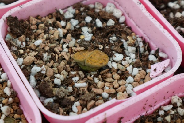 生石花多肉的养殖方法，根据植株的生长状态来控制浇水
