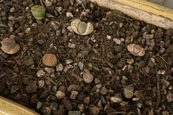 生石花多肉的养殖方法，根据植株的生长状态来控制浇水