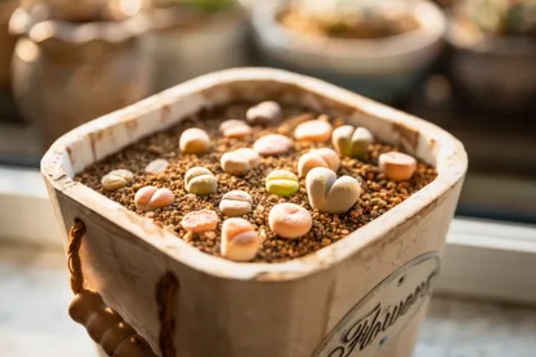 生石花多肉的养殖方法，根据植株的生长状态来控制浇水