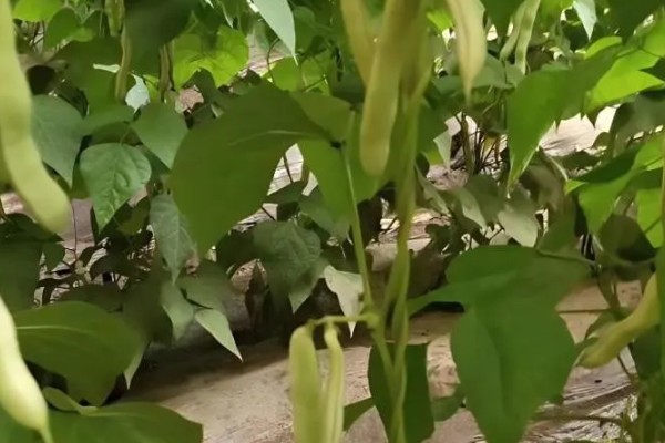 芸豆不长的原因，可能是施肥过多所致