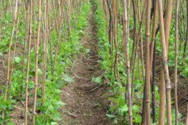 芸豆不长的原因，可能是施肥过多所致