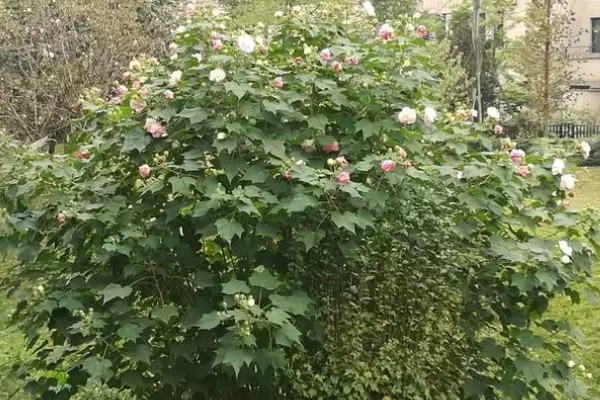 芙蓉花不长花苞如何解决，提供充足的光照有利于花芽分化