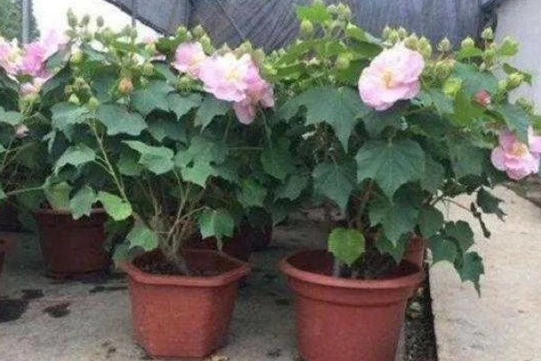 芙蓉花不长花苞如何解决，提供充足的光照有利于花芽分化