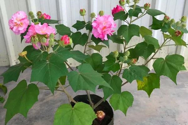 芙蓉花不长花苞如何解决，提供充足的光照有利于花芽分化