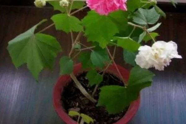 芙蓉花不长花苞如何解决，提供充足的光照有利于花芽分化