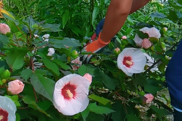 芙蓉花不长花苞如何解决，提供充足的光照有利于花芽分化