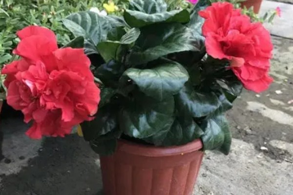 芙蓉花不长花苞如何解决，提供充足的光照有利于花芽分化