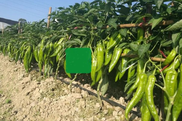 辣椒如何选种，辣椒选种时应当从种植环境、用途需求等方面考虑