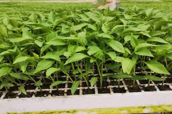 辣椒如何选种，辣椒选种时应当从种植环境、用途需求等方面考虑