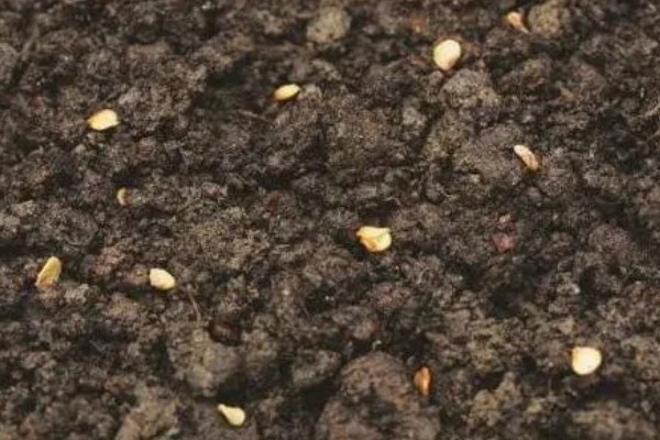 辣椒如何选种，辣椒选种时应当从种植环境、用途需求等方面考虑