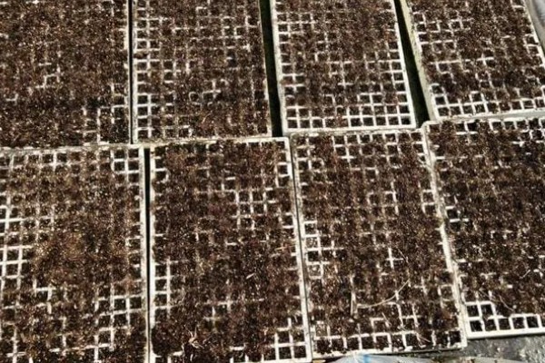 辣椒如何选种，辣椒选种时应当从种植环境、用途需求等方面考虑