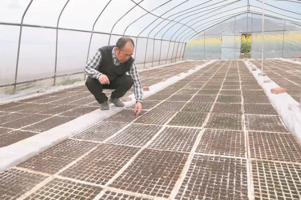 辣椒如何选种，辣椒选种时应当从种植环境、用途需求等方面考虑