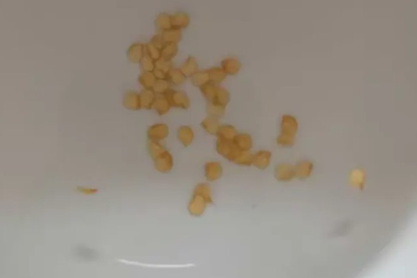 辣椒如何选种，辣椒选种时应当从种植环境、用途需求等方面考虑