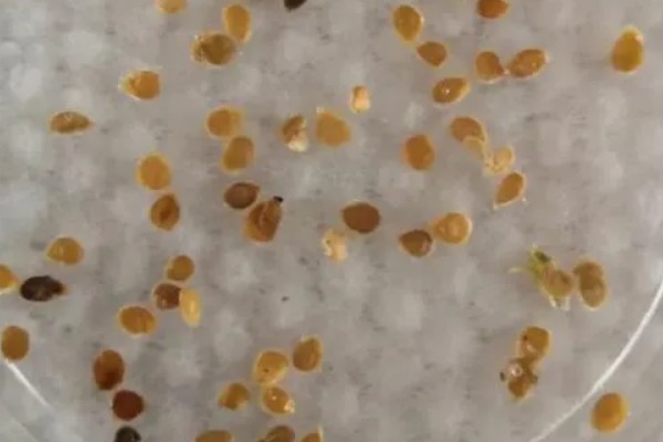 辣椒如何选种，辣椒选种时应当从种植环境、用途需求等方面考虑