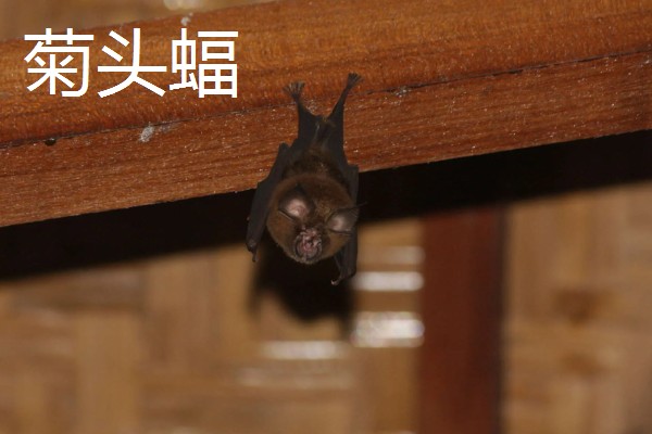 蝙蝠的天敌有哪些，有蛇类、猛禽等