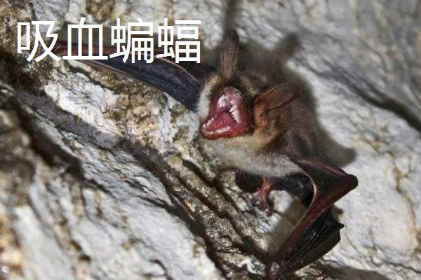 蝙蝠的天敌有哪些，有蛇类、猛禽等