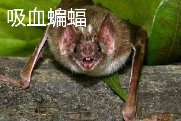 蝙蝠的天敌有哪些，有蛇类、猛禽等