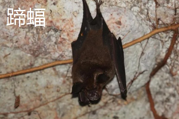 蝙蝠的天敌有哪些，有蛇类、猛禽等