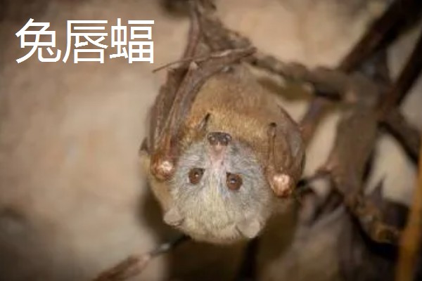 蝙蝠的天敌有哪些，有蛇类、猛禽等