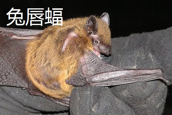 蝙蝠的天敌有哪些，有蛇类、猛禽等