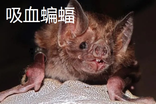 蝙蝠的天敌有哪些，有蛇类、猛禽等