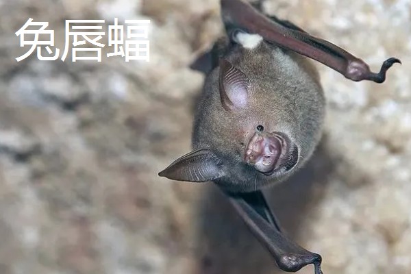 蝙蝠的天敌有哪些，有蛇类、猛禽等