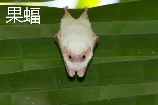 蝙蝠的天敌有哪些，有蛇类、猛禽等