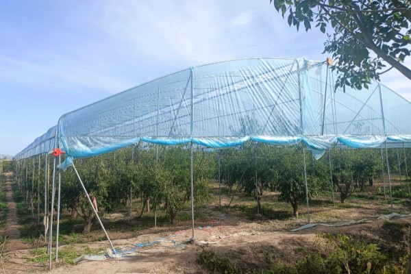 怎么搭建冬枣大棚，边柱一定不可低于树体高度
