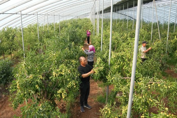 怎么搭建冬枣大棚，边柱一定不可低于树体高度