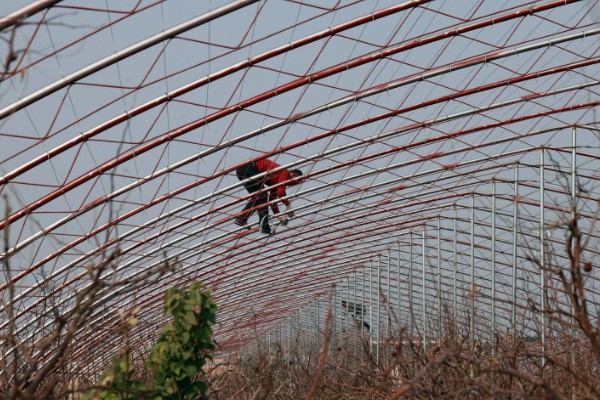 怎么搭建冬枣大棚，边柱一定不可低于树体高度
