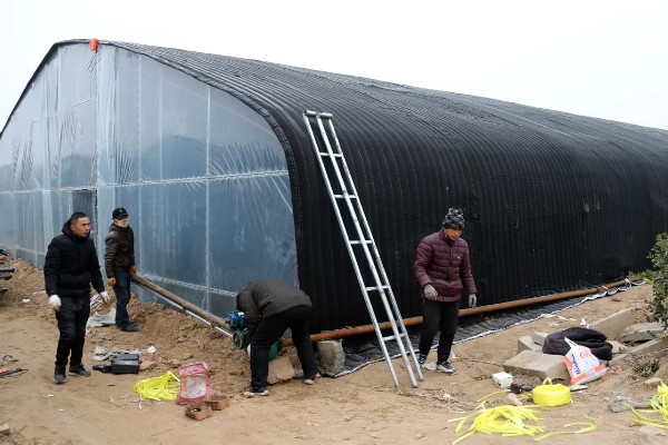 怎么搭建冬枣大棚，边柱一定不可低于树体高度