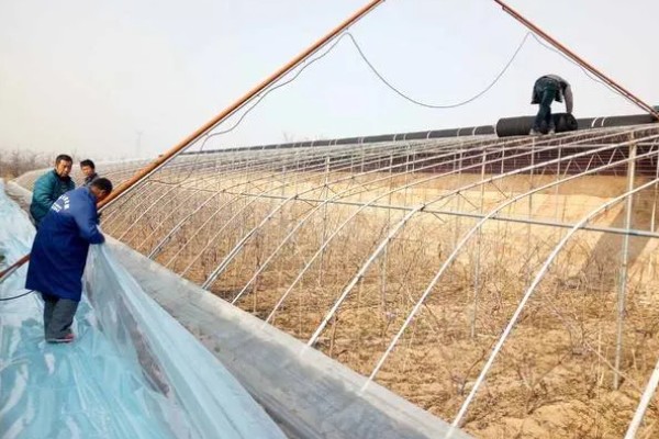 怎么搭建冬枣大棚，边柱一定不可低于树体高度